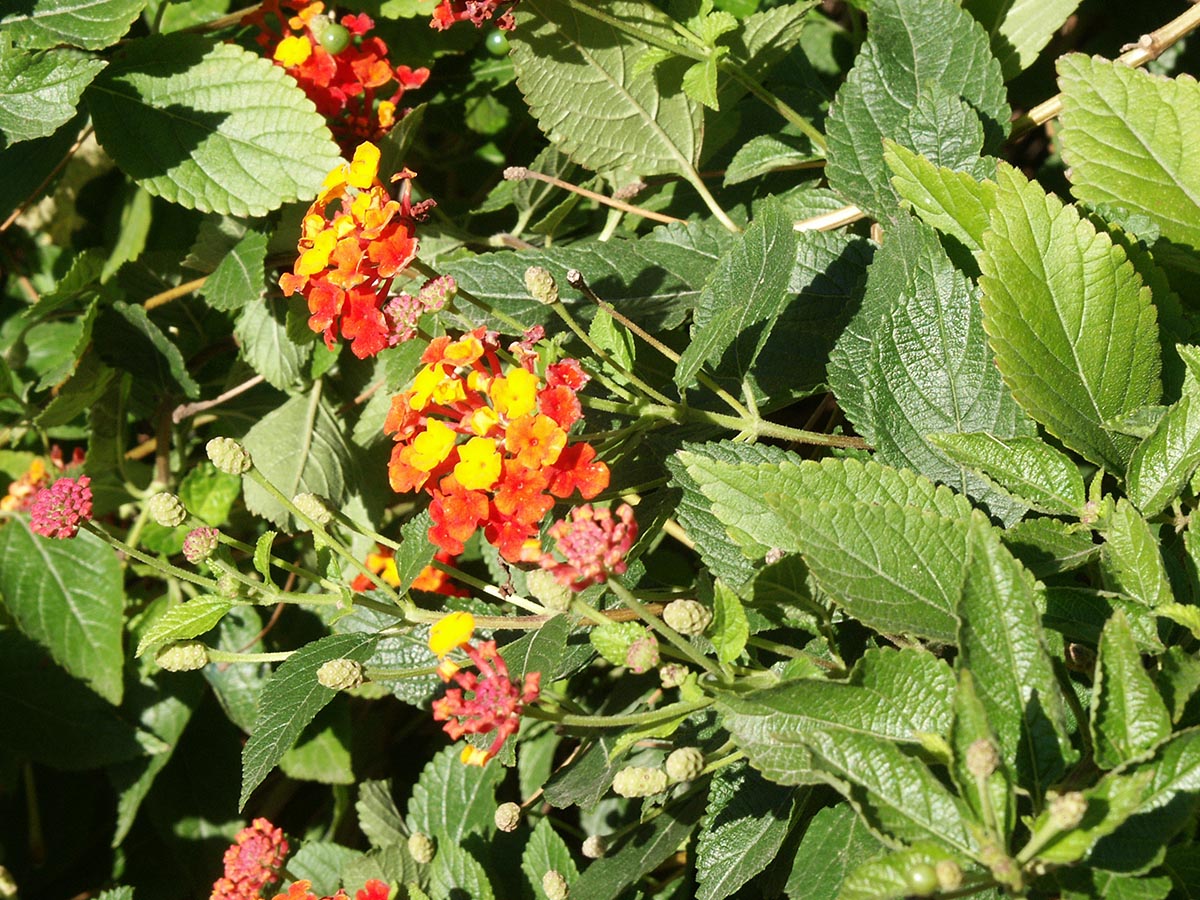 Blüten